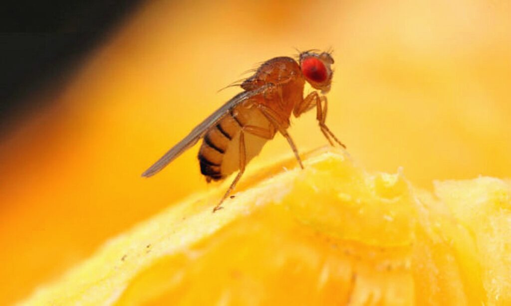 De 5 beste manieren om fruitvliegen te bestrijden