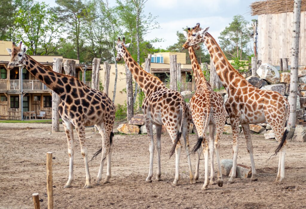 Weekendje weg met het gezin: ontwaak tussen de zebra’s en giraffen in het nieuwe Safari Hotel Beekse Bergen