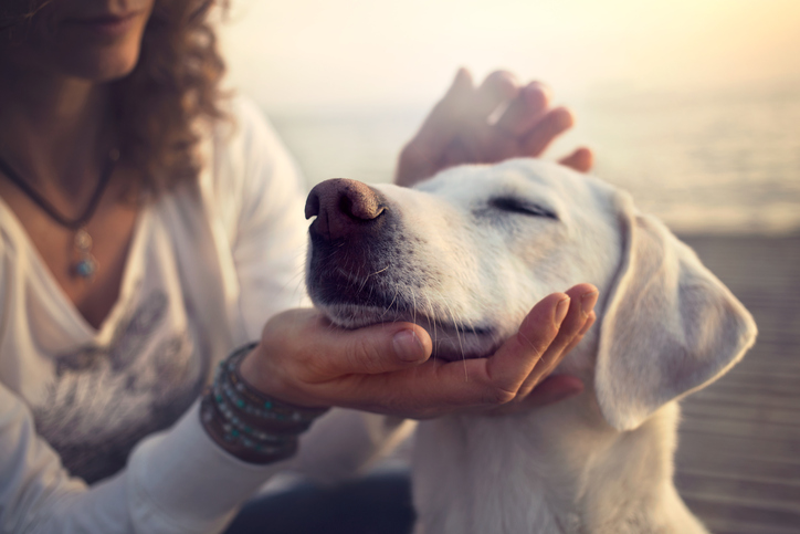 Bewezen: honden houden er niet van als je hen knuffelt