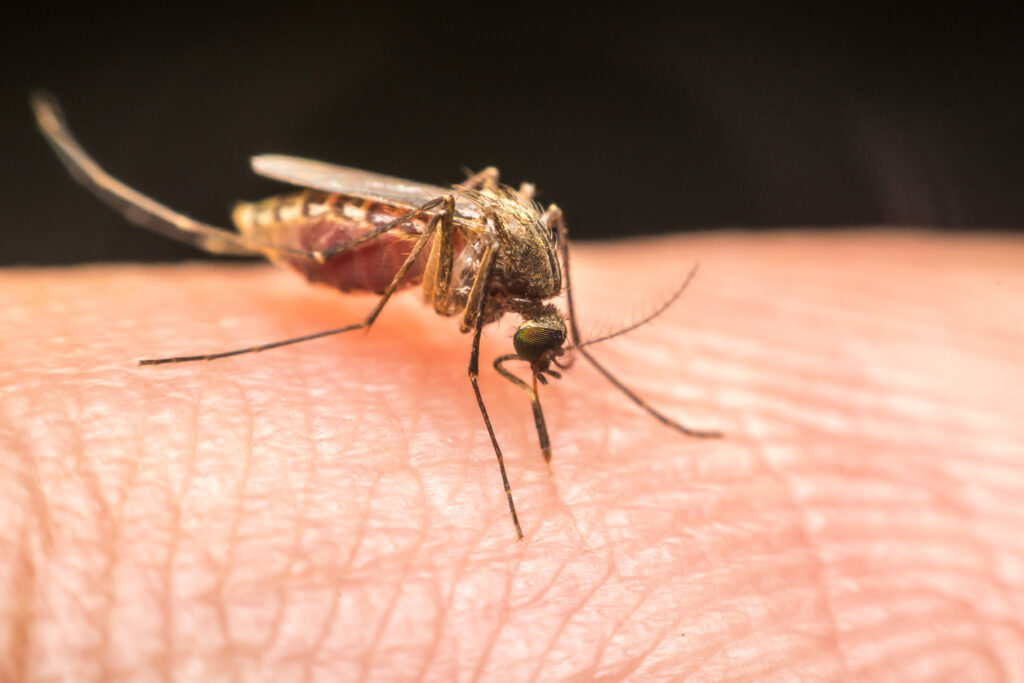Daarom wen je maar beter aan muggen in de winter