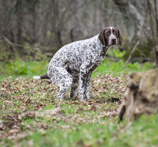 Dit is de reden waarom je hond je altijd aankijkt als hij z’n behoefte doet