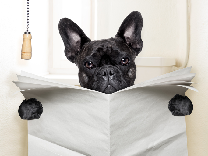 Dit is waarom een hond jou aankijkt tijdens de grote boodschap
