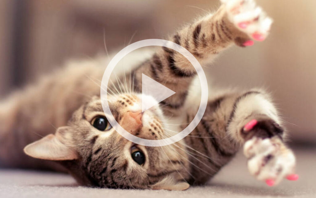 Hilarisch: de grappigste katten van 2015!