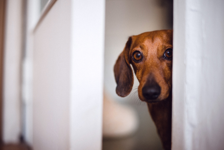 ‘Honden nauwkeuriger in het opsporen van coronabesmetting dan sneltests’