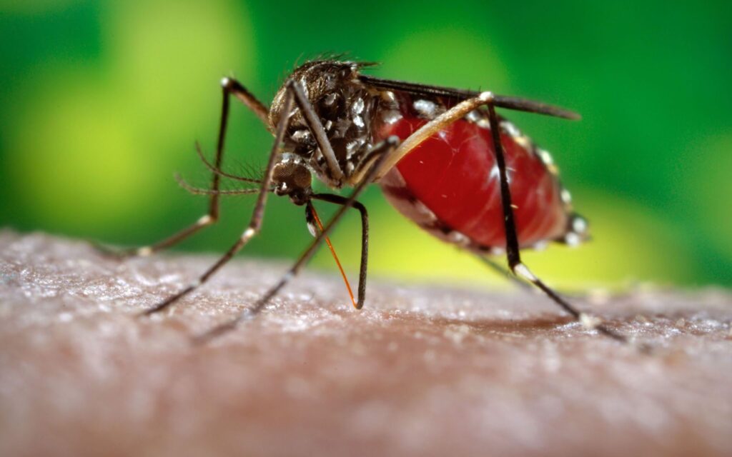 Je muggenbeet jeukvrij op 10 manieren