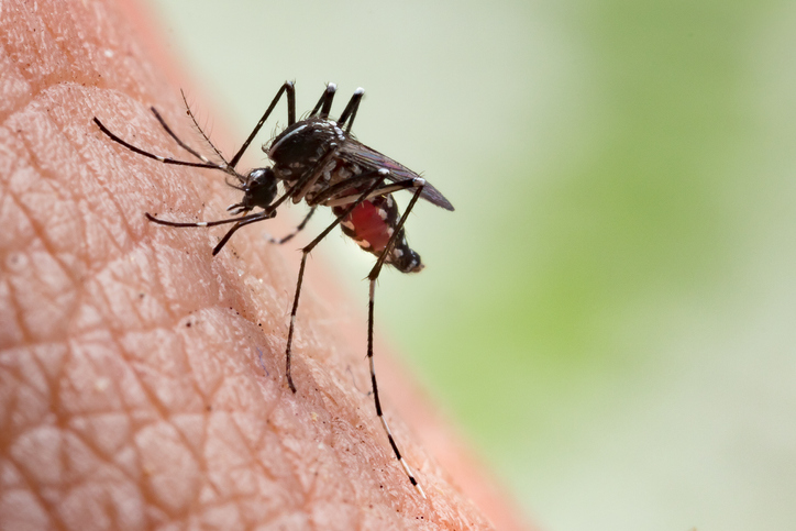 Feiten en fabels om muggenbeten te voorkomen