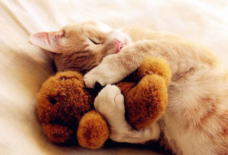 SCHATTIG: deze dieren slapen met een knuffelbeertje