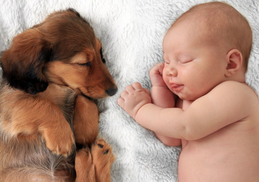 Huisdieren een gevaar bij een pasgeboren baby?