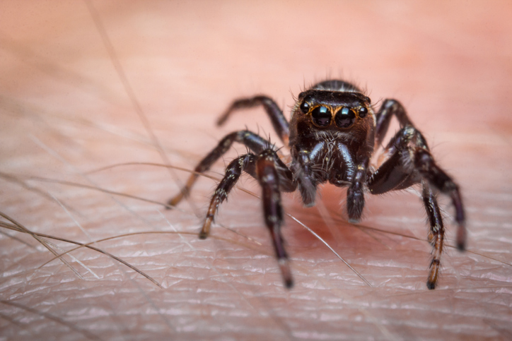 Gevaarlijke en giftige spinnen in België