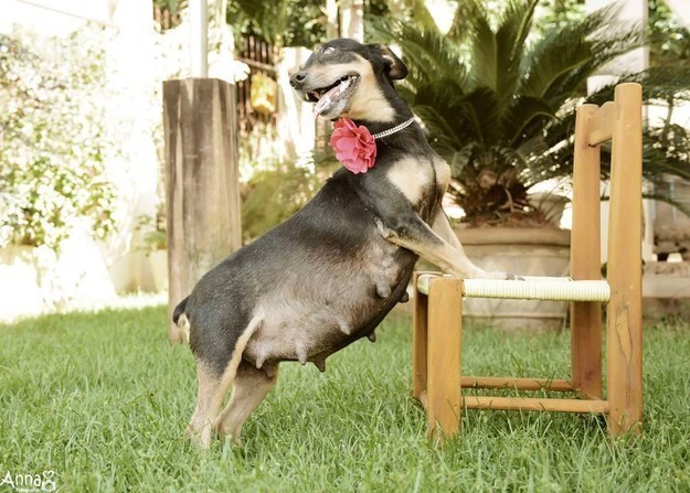 Super schattig: hond maakt fotoshoot van haar zwangerschap!