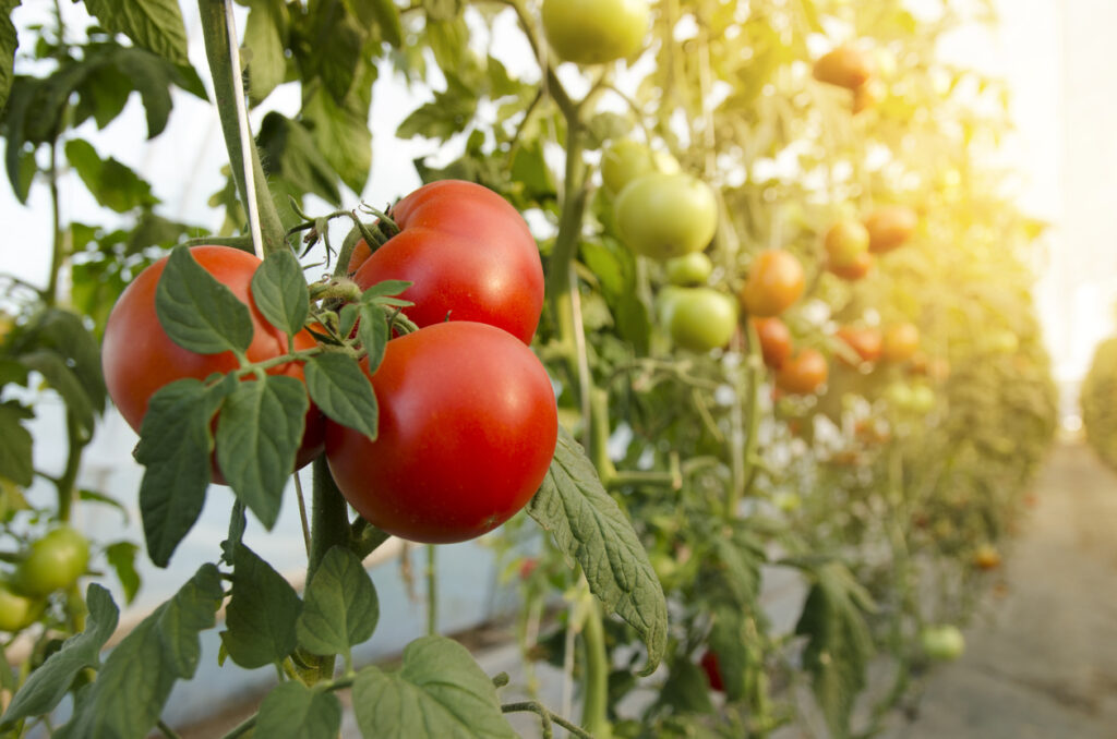 Voedingsstoffen in tomaten: Calorieën, koolhydraten en gezondheidsvoordelen van de tomaat