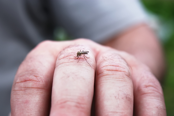Waarom steekt een mug jou (of niet)?