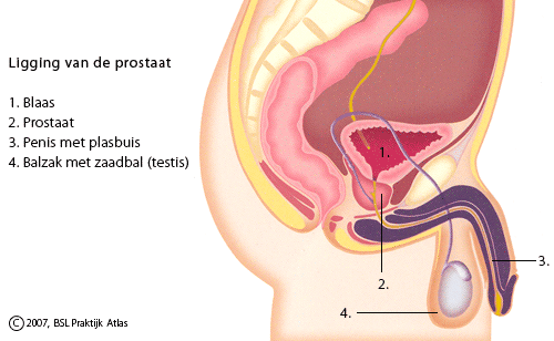 Wat ligt aan de Oorzaak van Prostatitis?